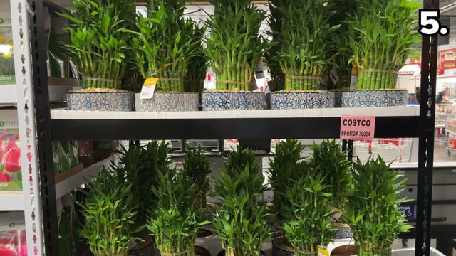 XL Lucky Bamboo 4-Tier Tower (#2089791)