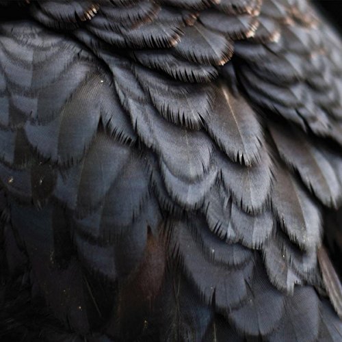 Ex People - Bird (Vinyl LP)